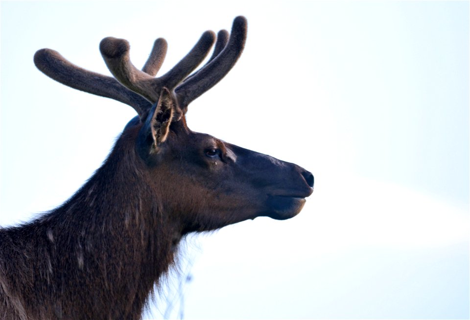 Elk at Neal Smith National Wildlife Refuge