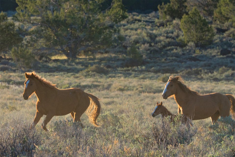 Wild Horses on the Buckhorn Byway