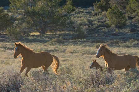 Wild Horses on the Buckhorn Byway photo