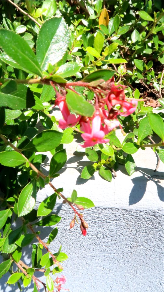 Bellu_cemetery (43)