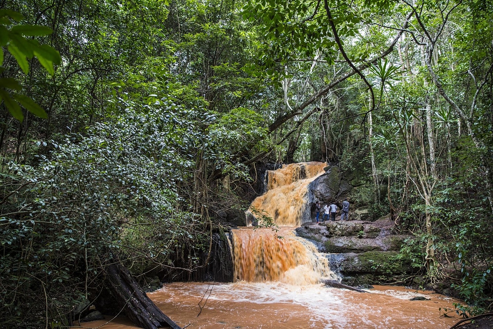 Forest waterfall dense verdure
