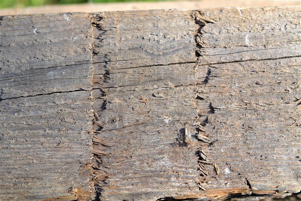 Old wood photo