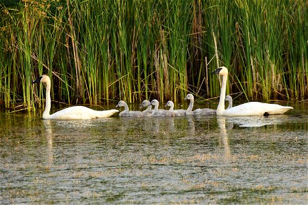 Trumpeter swan at Seedskadee National Wildlife Refuge photo