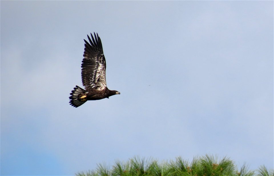 Bald Eagle Juvenile photo