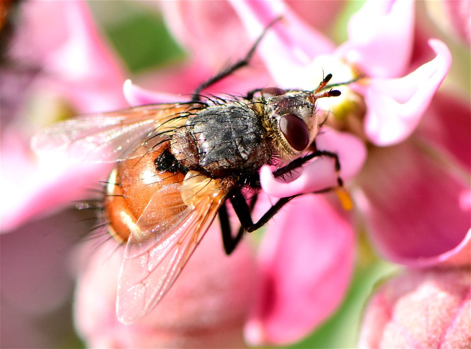 Bristle or Tachinid fly (Peleteria iterans)  at Seedskadee NWR Wyoming