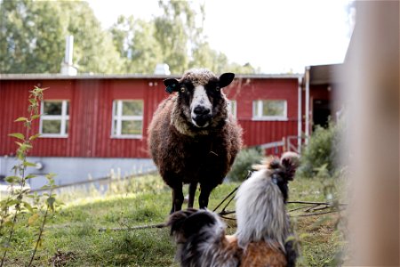 Lintupajun hevostila, Jokioinen photo