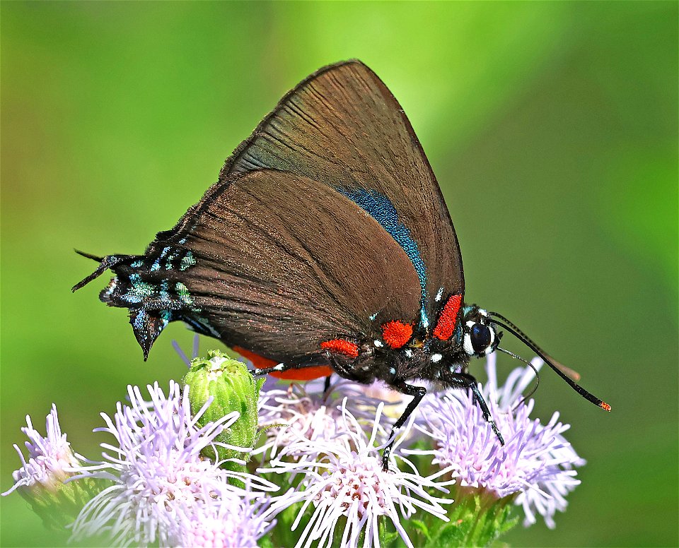 HAIRSTREAK, GREAT PURPLE (Atlides halesus) (01-02-2023) national buttrtfly center, palmview, hidalgo co, tx -02
