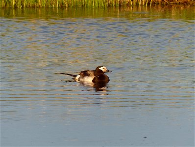 Long-tailed Duck