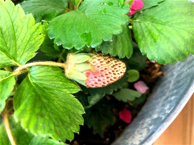 Got Strawberry!