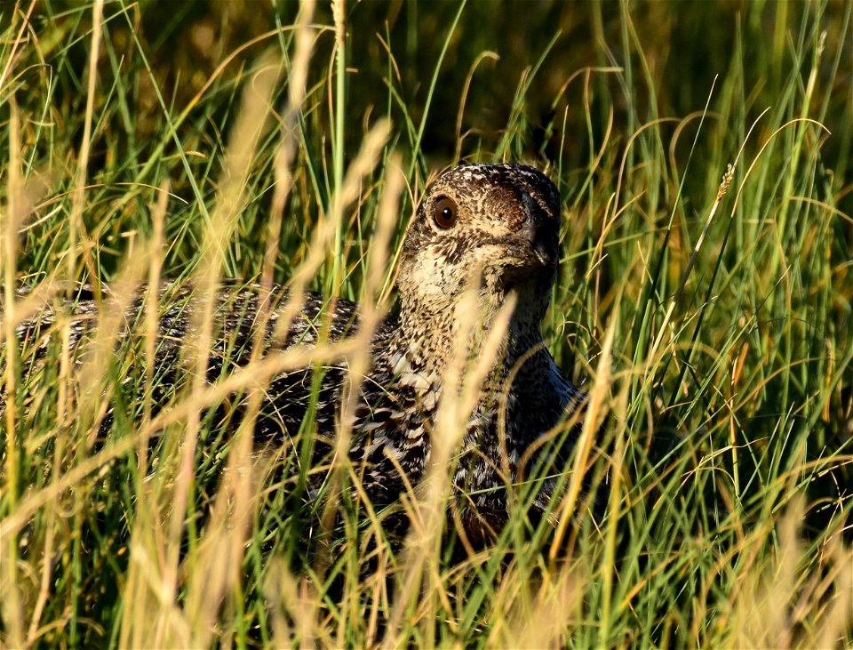 Greater sage-grouse at Seedskadee National Wildlife Refuge