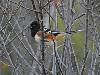 Spotted Towhee photo