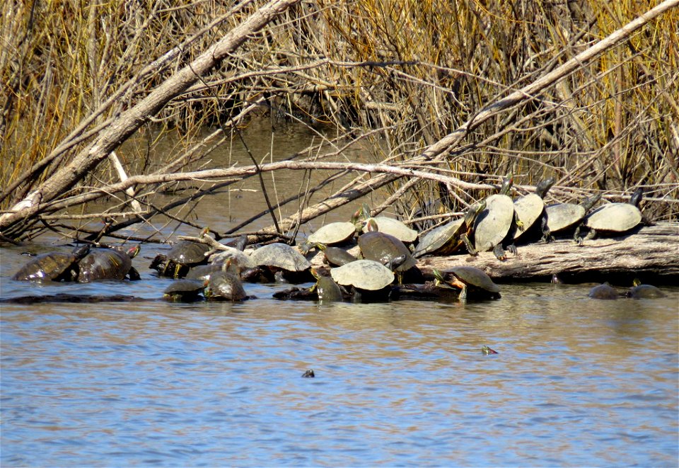 Red-eared sliders photo