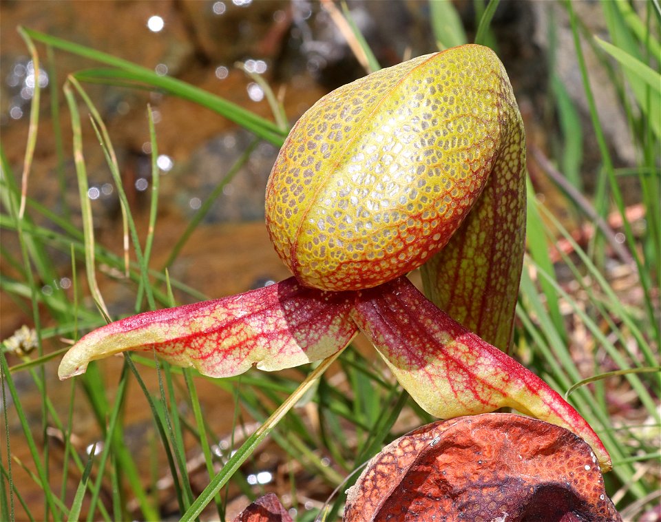 CALIFORNIA PITCHER-PLANT (Darlintonia californica) (6-1-2021) low divide road, del norte co, ca -04