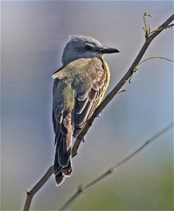 602 - TROPICAL KINGBIRD (02-12-2023) birding center, south padre island, cameron co, tx (2)