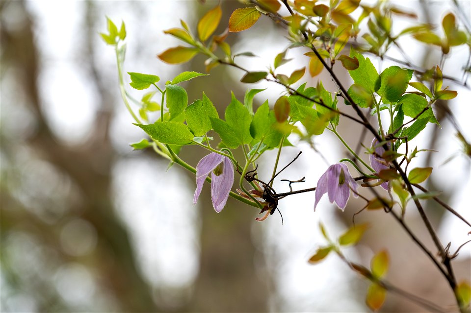 Purple Clematis