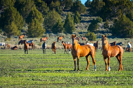 Wild Horses on the Buckhorn Byway photo