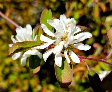 Amelanchier alnifolia (Saskatoon) (04-02-2022) low divide road, smith river national rec area, del norte co, ca -01