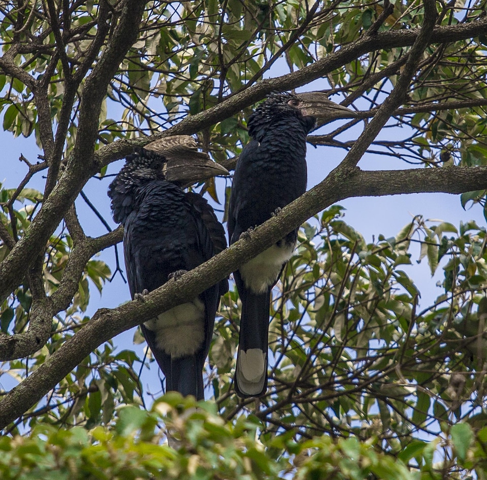 Birds bulky beak sharp nozzle