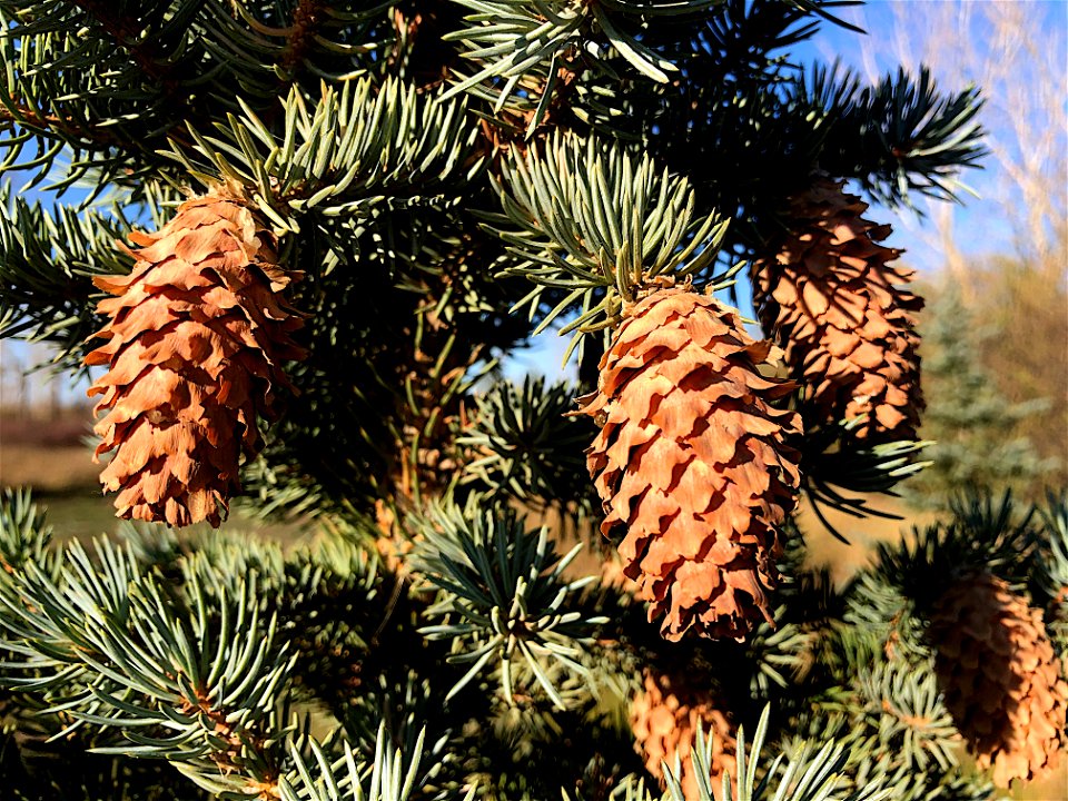 Coniferously Ours