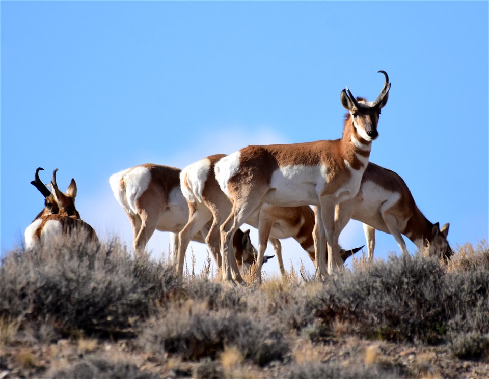 Pronghorn at Seedskadee National Wildlife Refuge