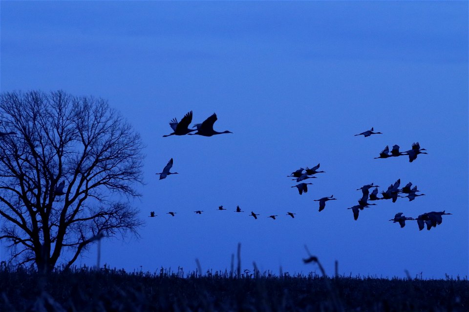 Sandhill Cranes at Dusk Huron Wetland Management District photo