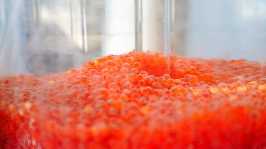 Snake River Cutthroat Trout Eggs at the Jackson National Fish Hatchery