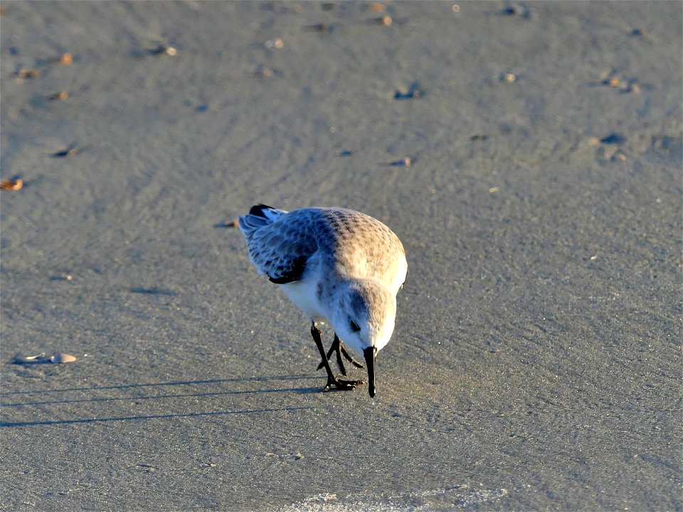 Sanderling-P1810445