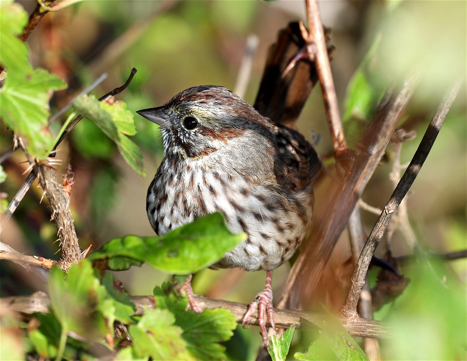 883 - SONG SPARROW (10-13-2021) heermanni group, crescent city, del norte co, ca -01