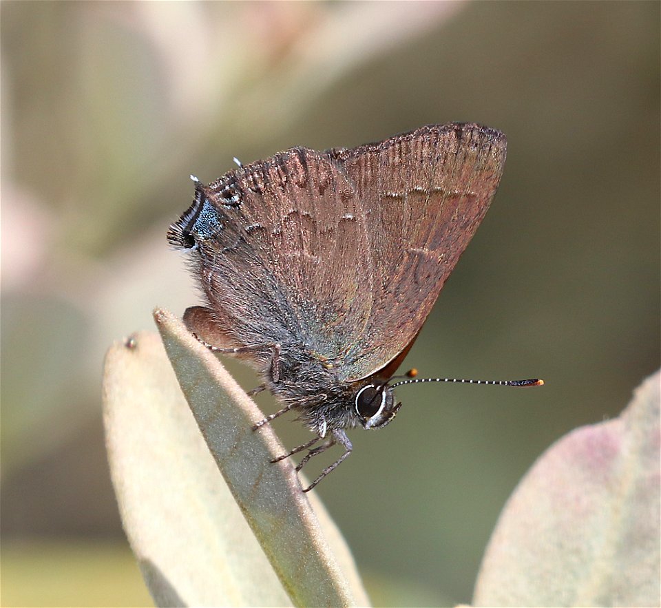 HAIRSTREAK, HEDGEROW (Satyrium saepium) (6-3--2021) low divide road, del norte co, ca -03