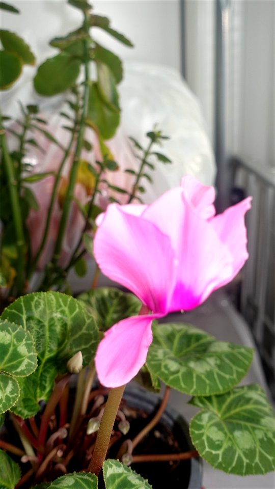 flori_flowers-wife-2023_0216_162205