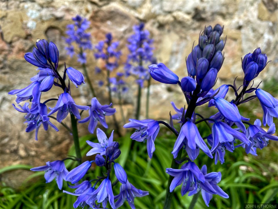 Bluebells