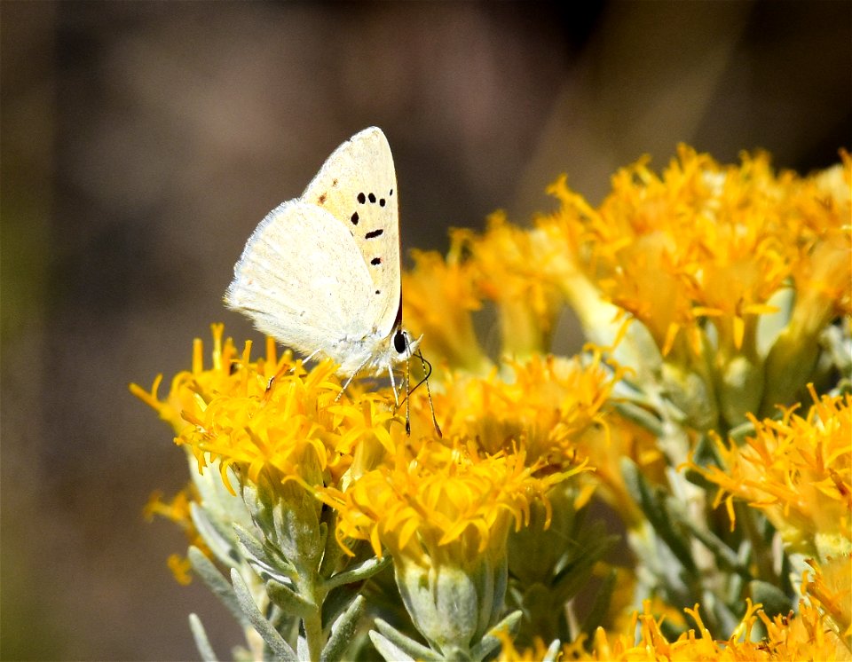 Ruddy Copper Lycaena rubidus at Seedskadee National Wildlife Refuge Wyoming