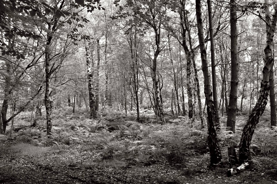 The Quiet Forest photo