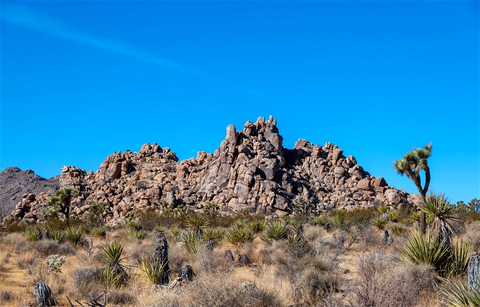Joshua Tree National Park
