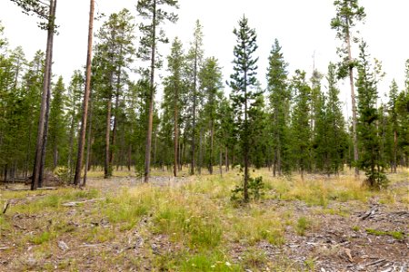 West Yellowstone fuels treatment project: year 3 regrowth photo