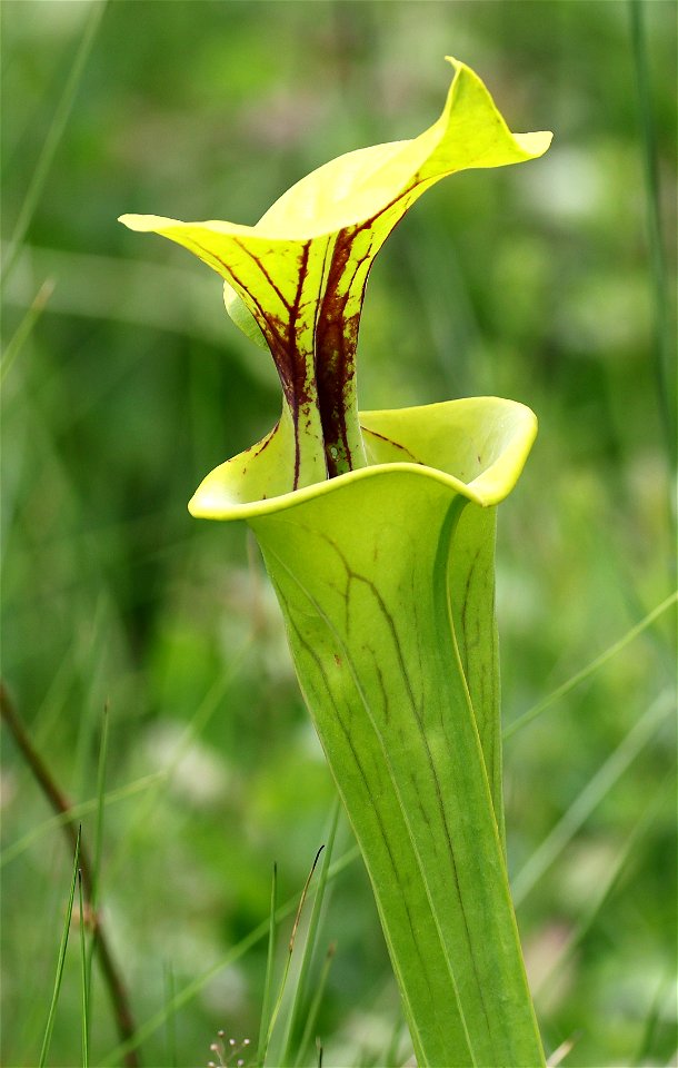 NC 25 - YELLOW PITCHER PLANT (Sarracenia flava) (05-20-2023)green swamp ecological area, brunswick co, nc -08