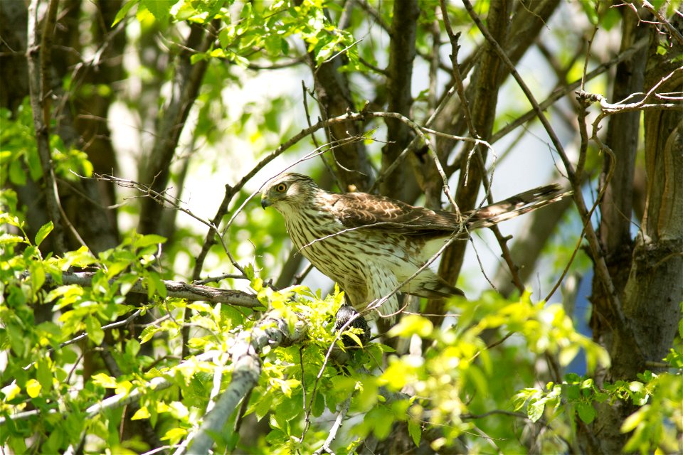 Juvenile Cooper’s Hawk photo