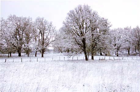 Frozen trees, Willamette Valley, Oregon photo