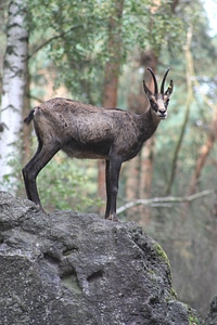 Wild nature animal