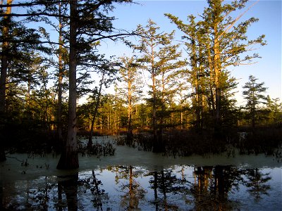 Reflections at Cypress Creek National Wildlife Refuge photo
