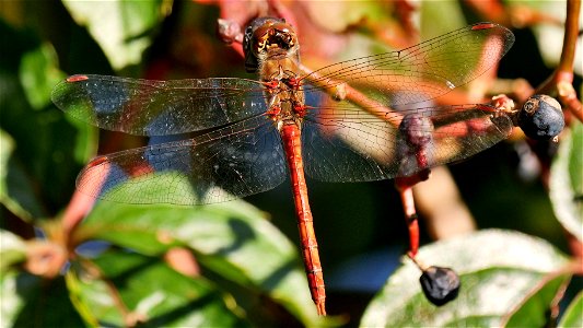Sympetrum cf. striolatum (Große Heidelibelle), ausgefärbtes Männchen