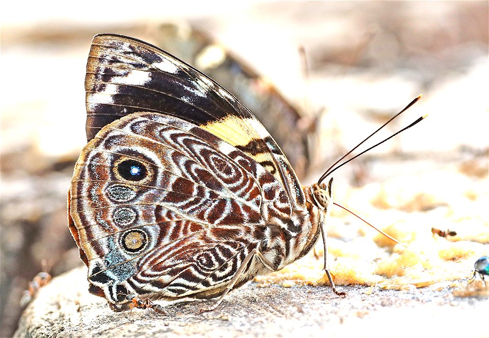 BLOMFILD'S BEAUTY (Smyrna blomfildia) (12-16-2022) national butterfly center, mission, hidalgo co, tx -10