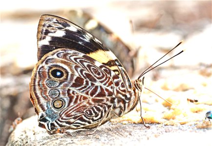 BLOMFILD'S BEAUTY (Smyrna blomfildia) (12-16-2022) national butterfly center, mission, hidalgo co, tx -10
