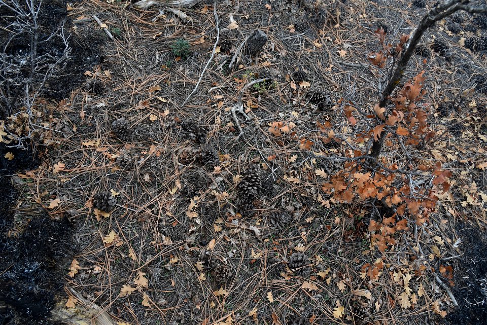 Ray Mesa Prescribed Burn Fall 2021