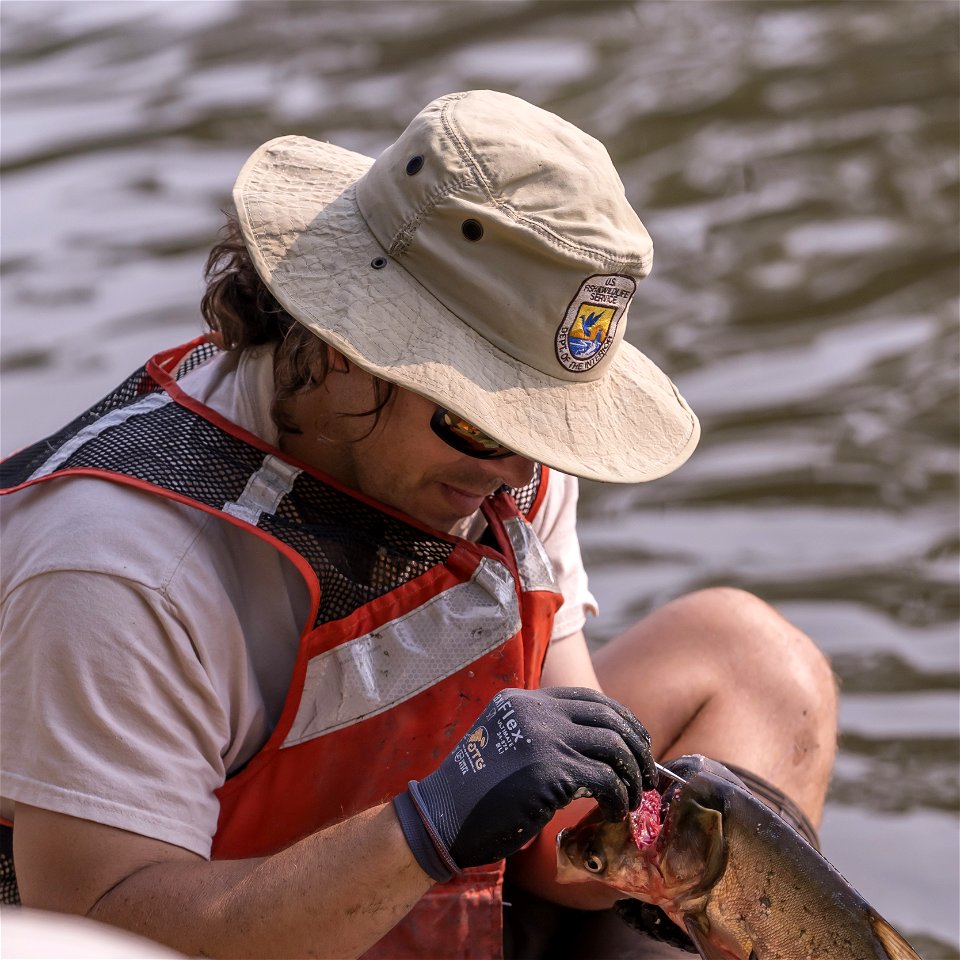 Invasive Carp Research on the James River in South Dakota. Photo: Sam Stukel (USFWS)