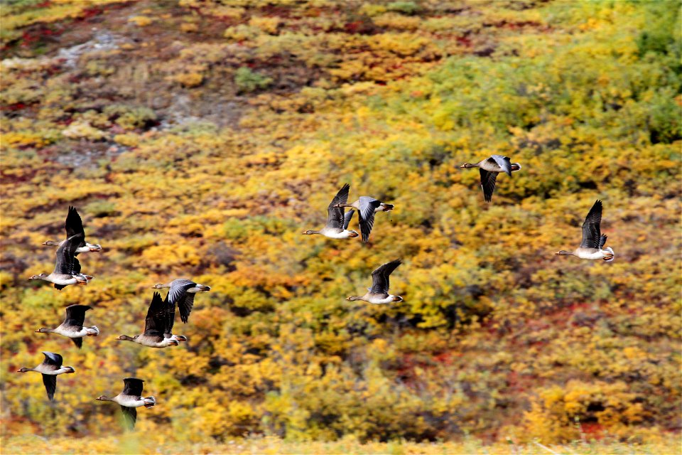 Flight along the Canning