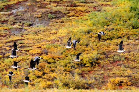 Flight along the Canning