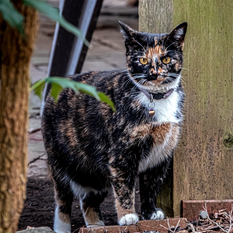 Day 127 - Calico