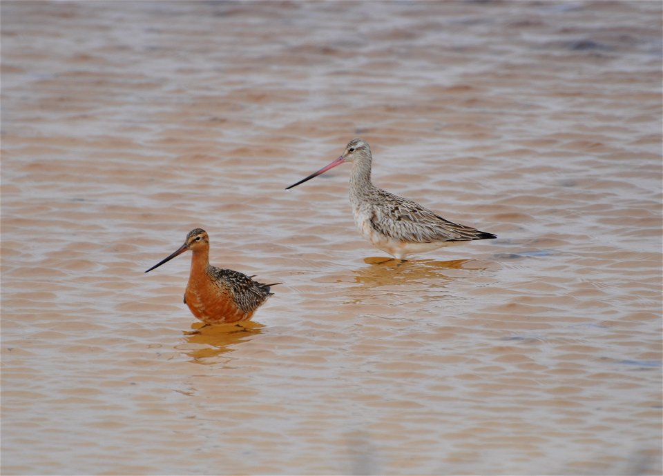 Bar-tailed Godwit pair photo