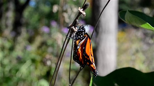 Monarch with curled wings photo